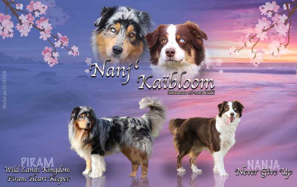 chiot Berger Australien de nanj'kaibloom