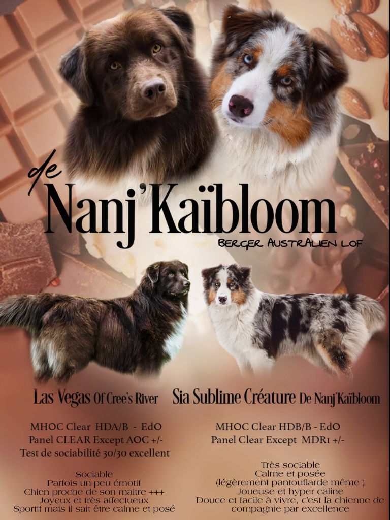 chiot Berger Australien de nanj'kaibloom