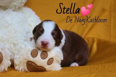 Stella 