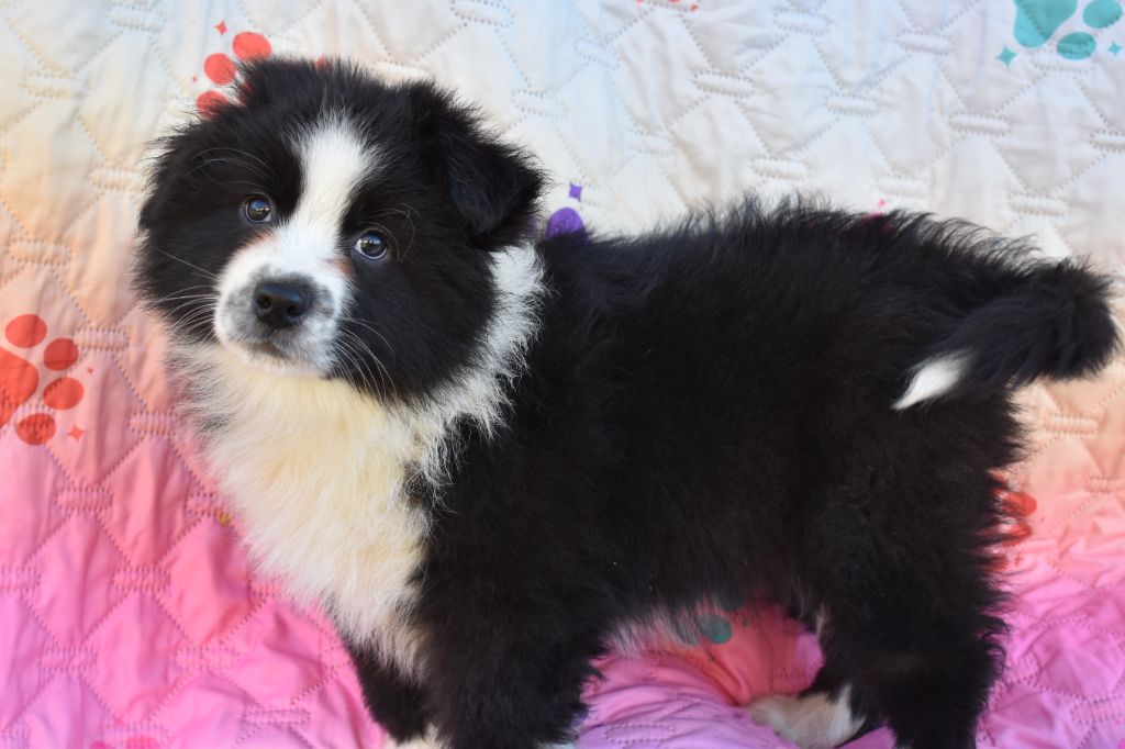 de nanj'kaibloom - Chiot disponible  - Berger Australien