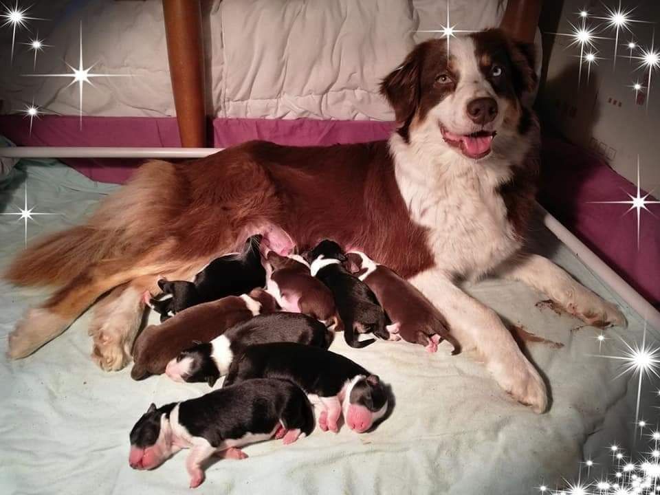 chiot Berger Australien de nanj'kaibloom