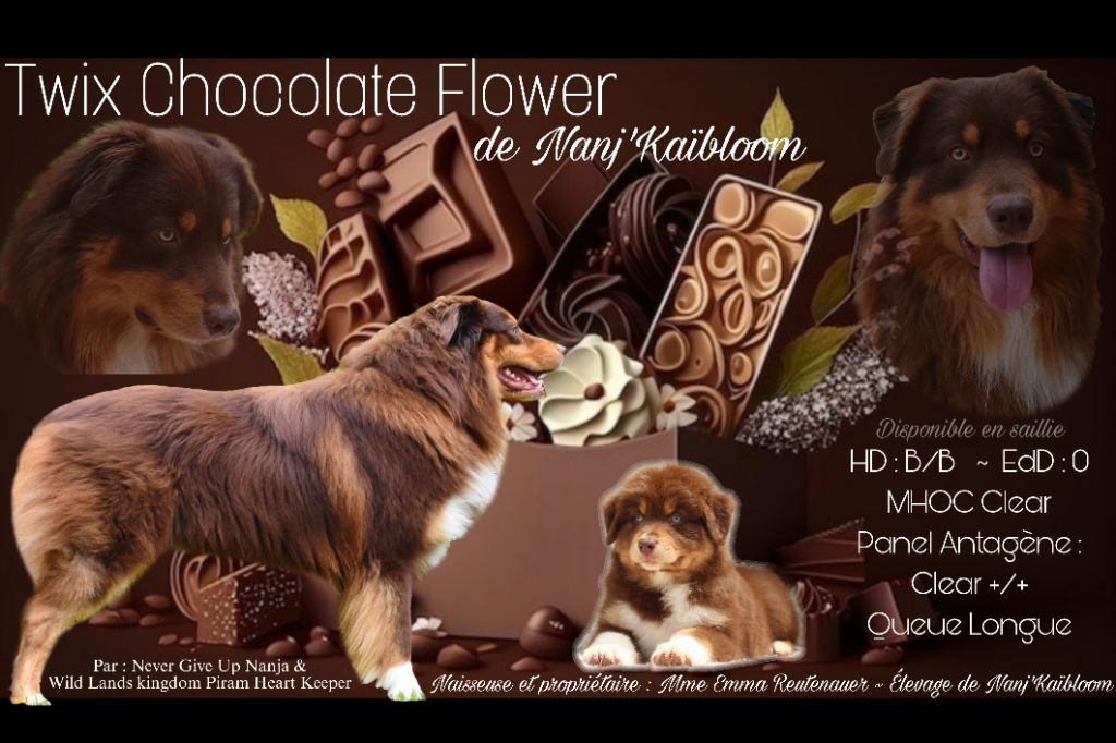 Twix chocolate flower de nanj'kaibloom