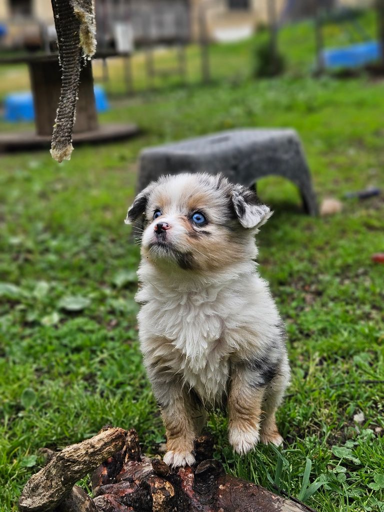 de nanj'kaibloom - Chiots disponibles - Berger Américain Miniature 