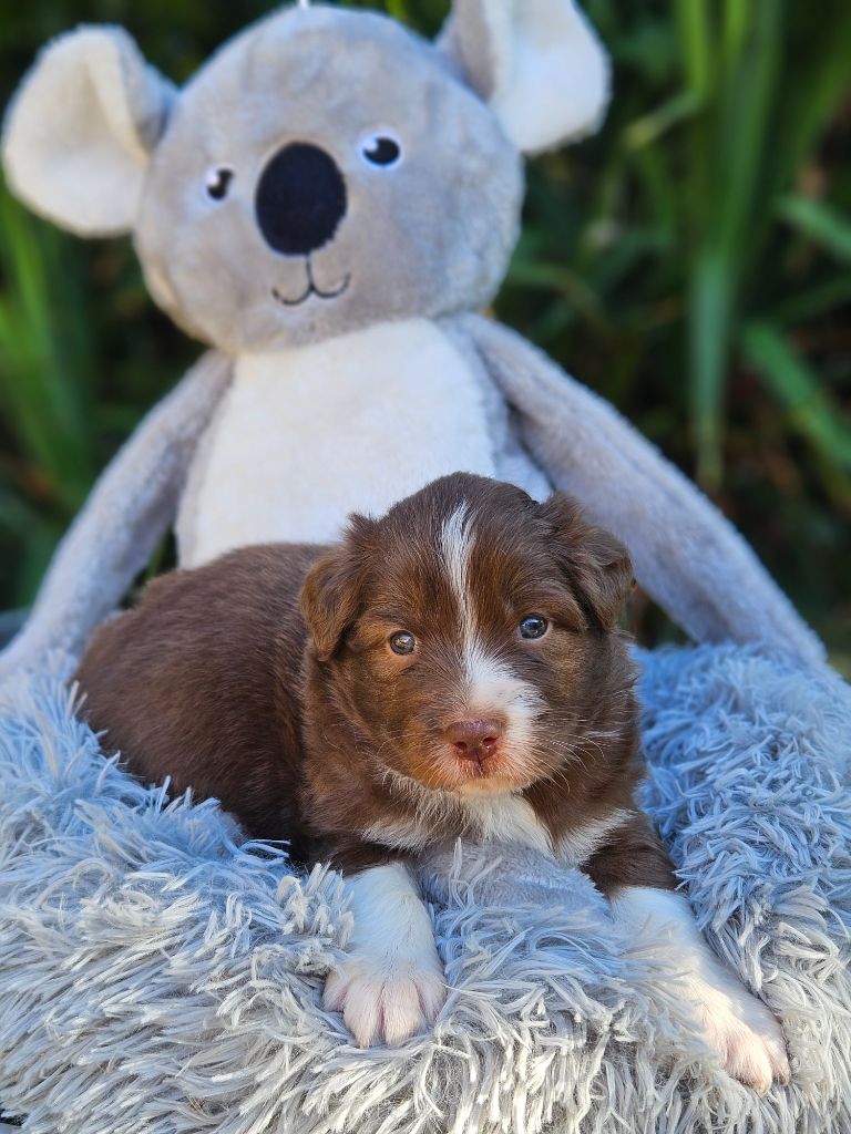 de nanj'kaibloom - Chiots disponibles - Berger Australien