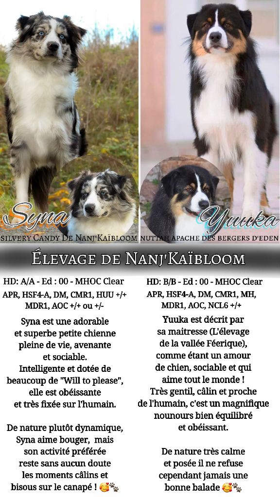 de nanj'kaibloom - Berger Australien - Portée née le 04/09/2023