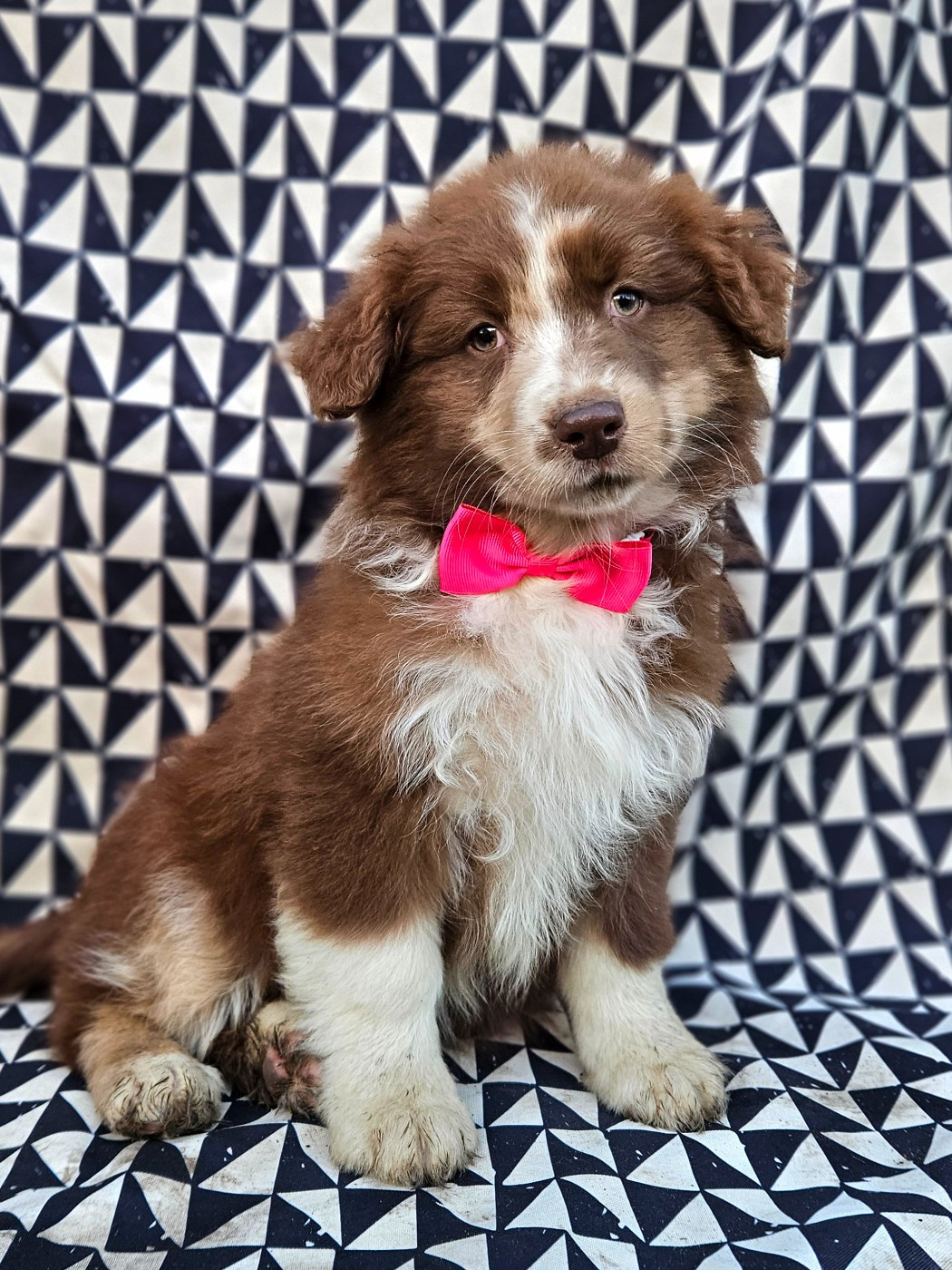 de nanj'kaibloom - Chiots disponibles - Berger Australien