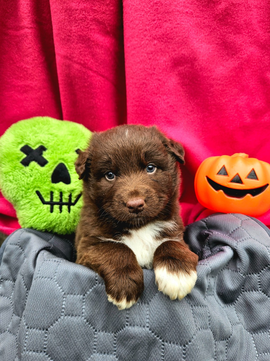 de nanj'kaibloom - Chiots disponibles - Berger Australien