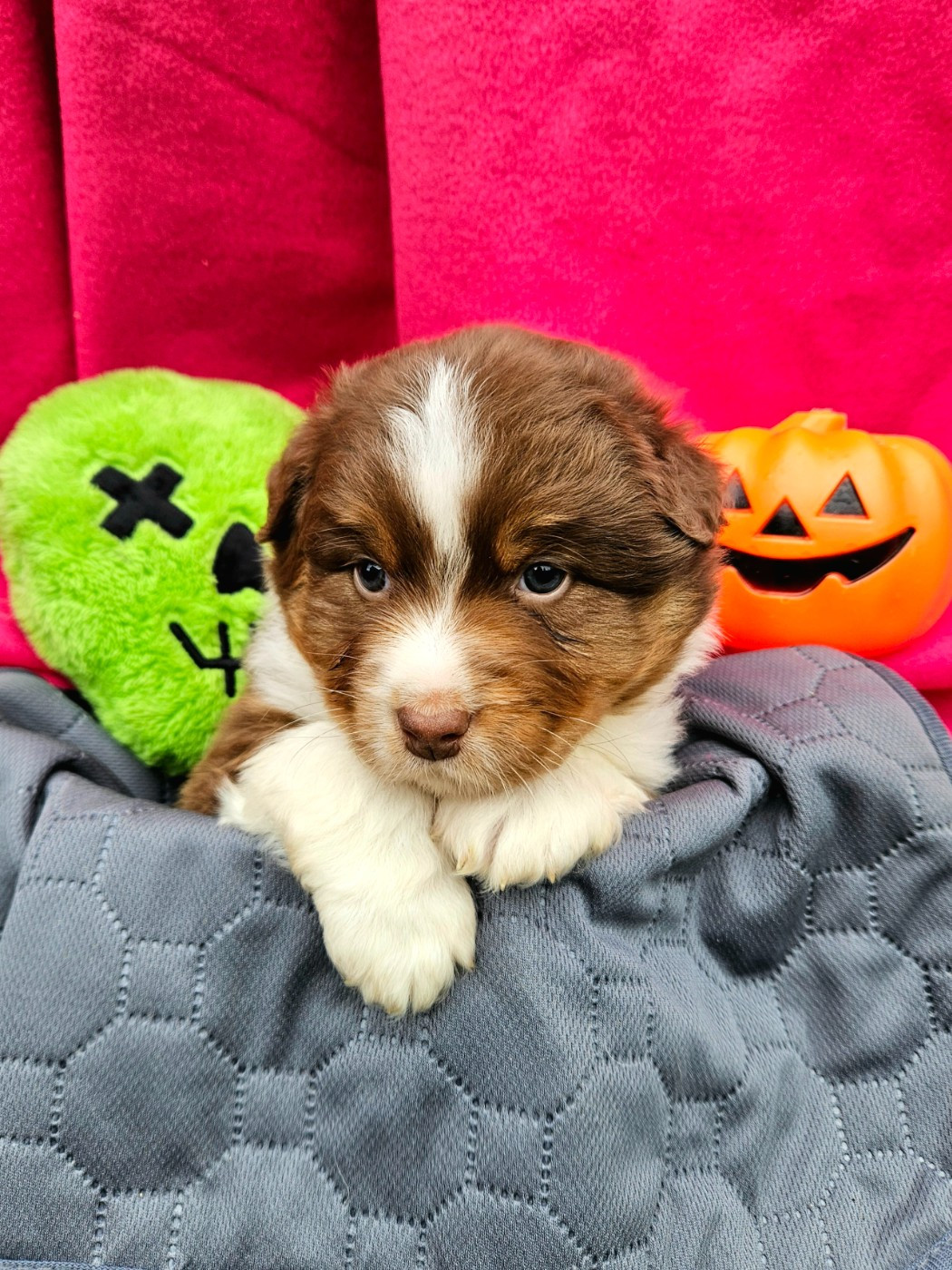 de nanj'kaibloom - Chiots disponibles - Berger Australien