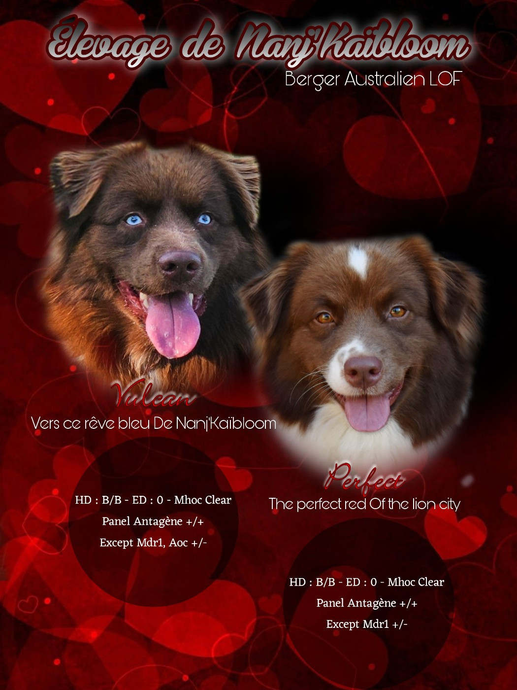 de nanj'kaibloom - Berger Australien - Portée née le 01/10/2025