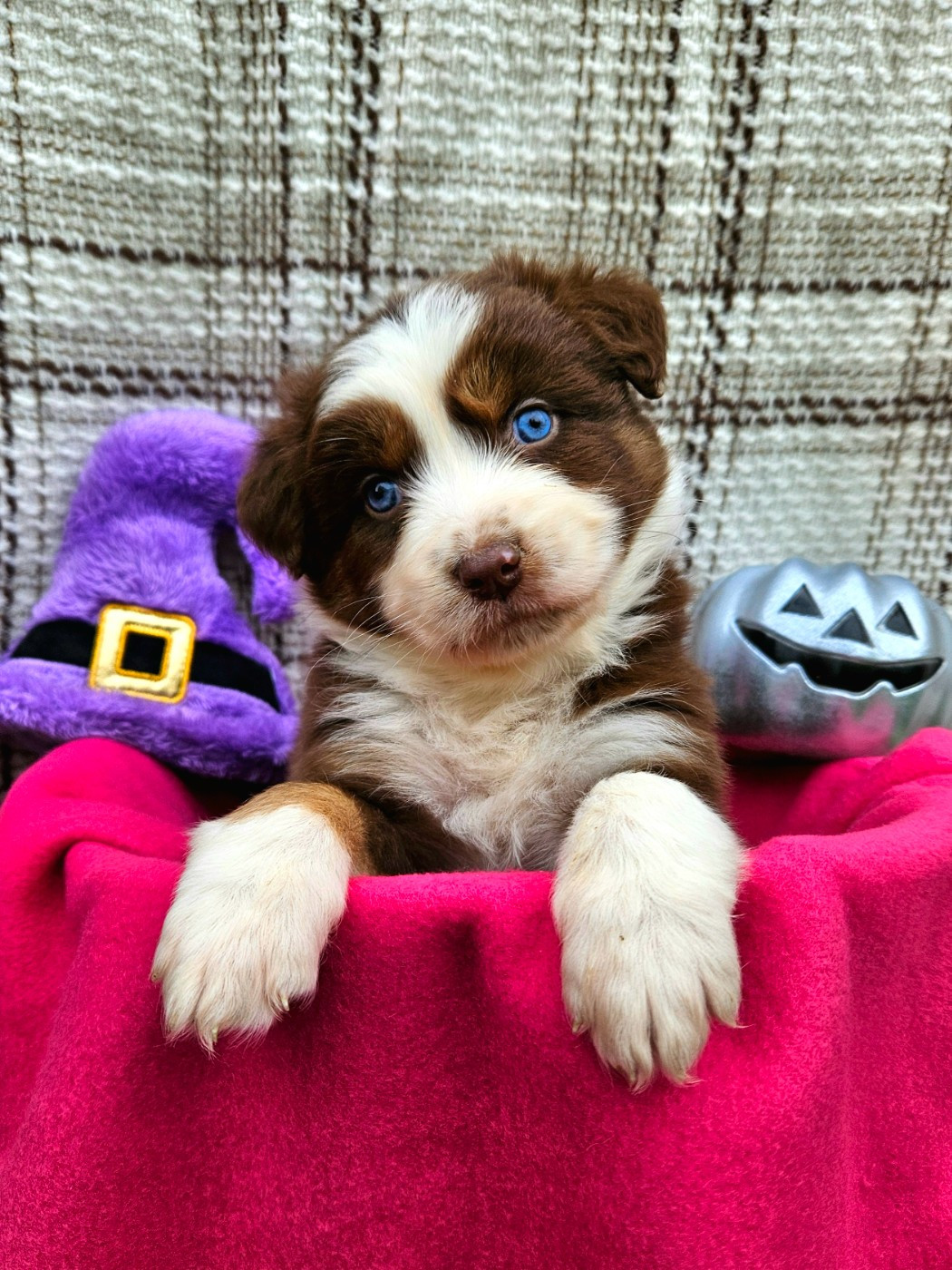 de nanj'kaibloom - Chiots disponibles - Berger Australien