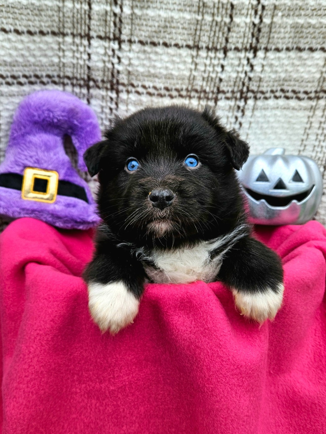 de nanj'kaibloom - Chiots disponibles - Berger Australien