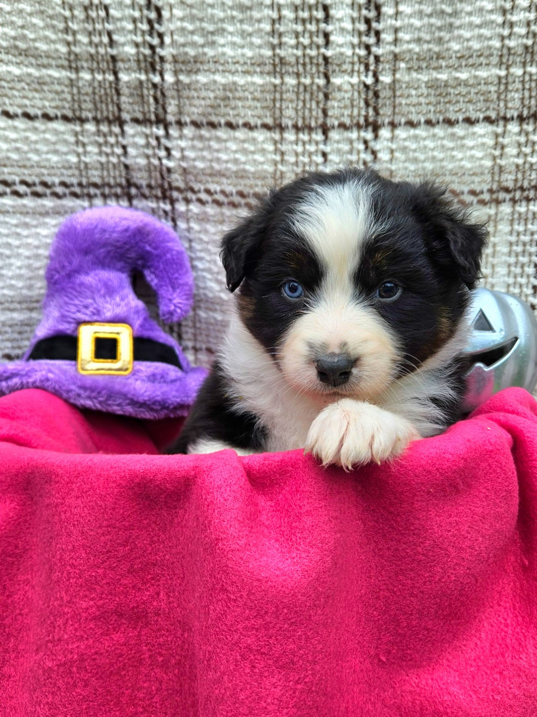 de nanj'kaibloom - Chiots disponibles - Berger Australien