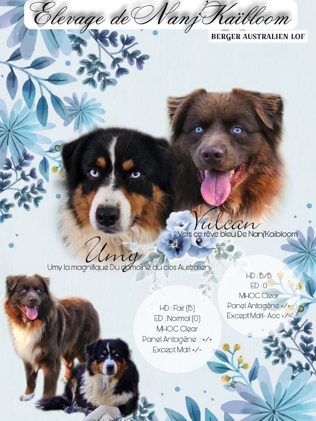 de nanj'kaibloom - Berger Australien - Portée née le 24/09/2025