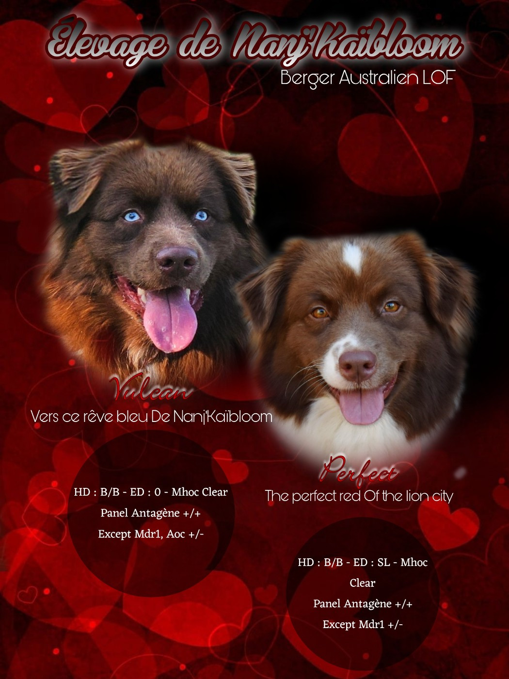 Chiot Berger Australien de nanj'kaibloom