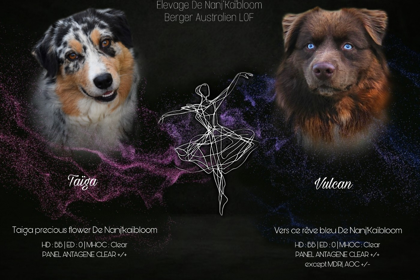 de nanj'kaibloom - Berger Australien - Portée née le 17/01/2026