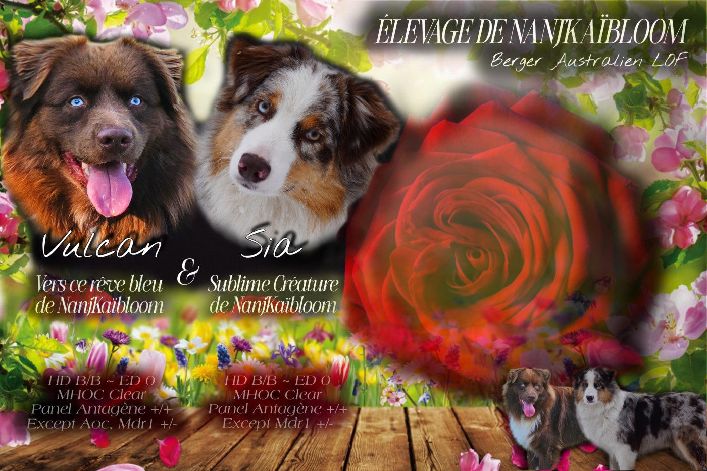 Chiot Berger Australien de nanj'kaibloom