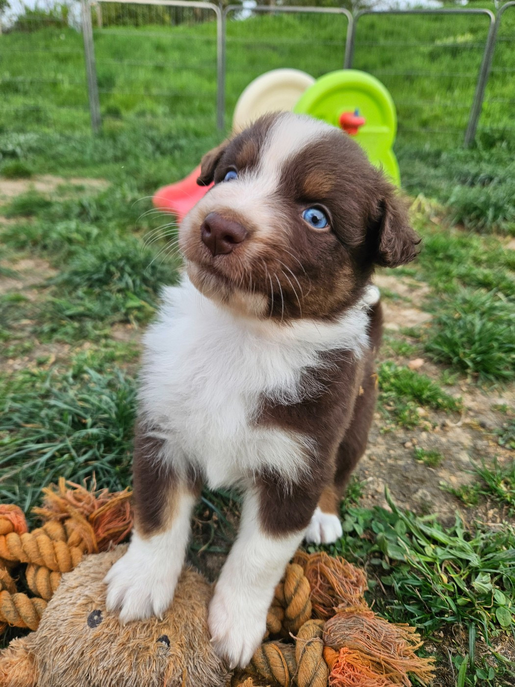 de nanj'kaibloom - Chiots disponibles - Berger Australien