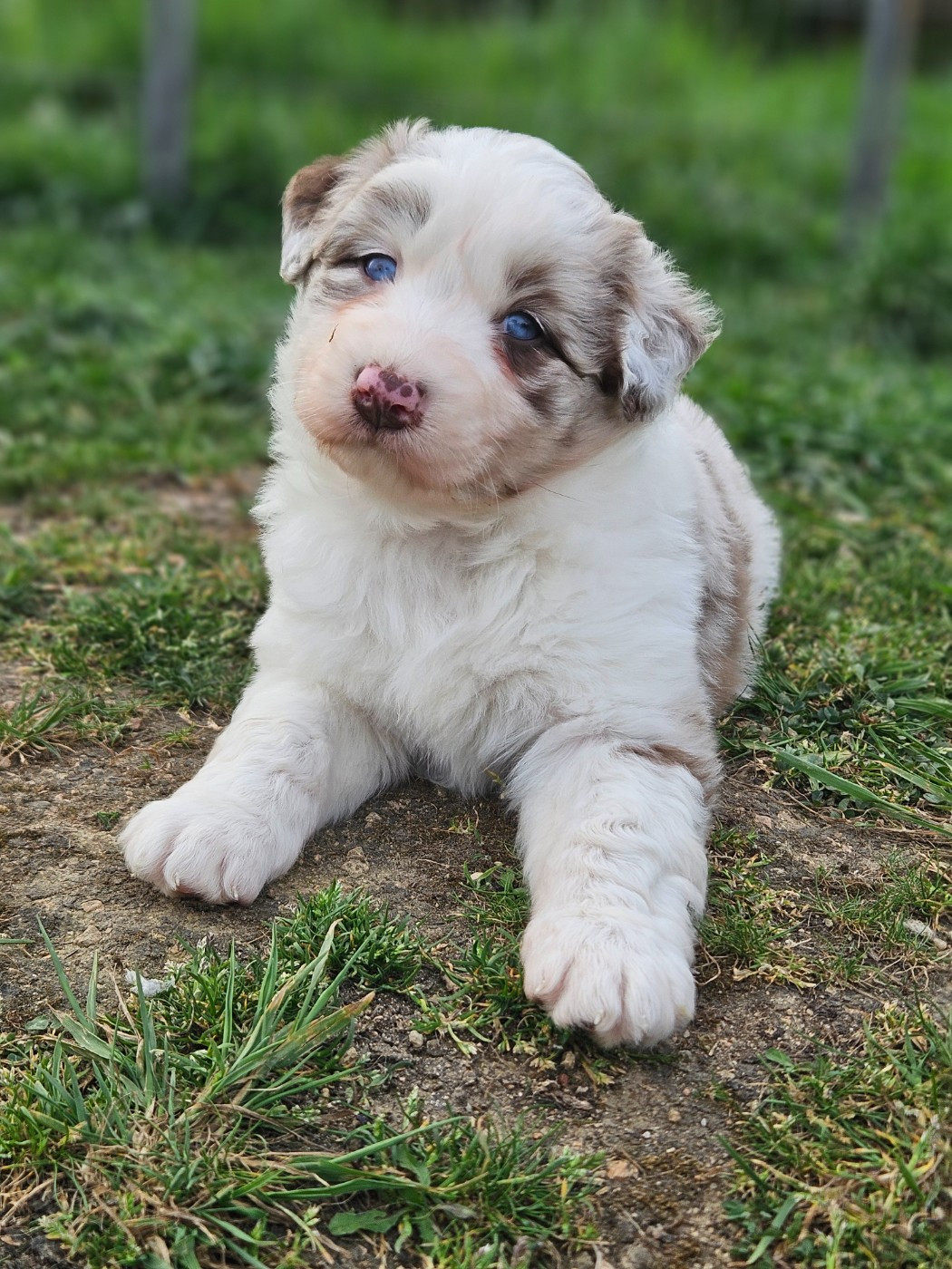 de nanj'kaibloom - Chiots disponibles - Berger Australien