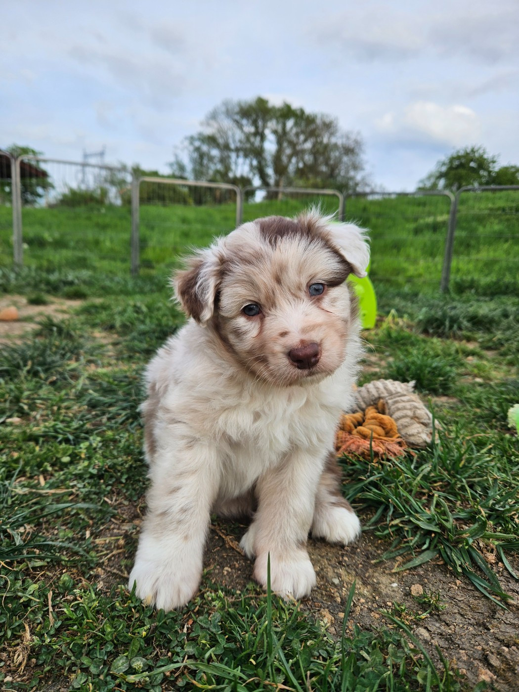 de nanj'kaibloom - Chiots disponibles - Berger Australien