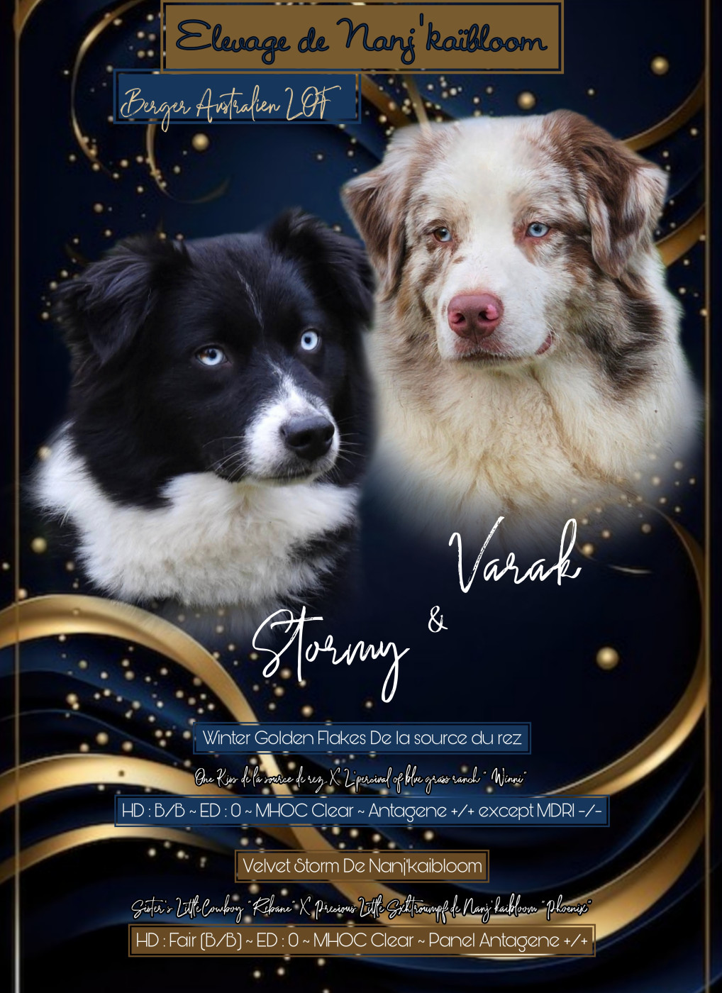 Chiot Berger Australien de nanj'kaibloom