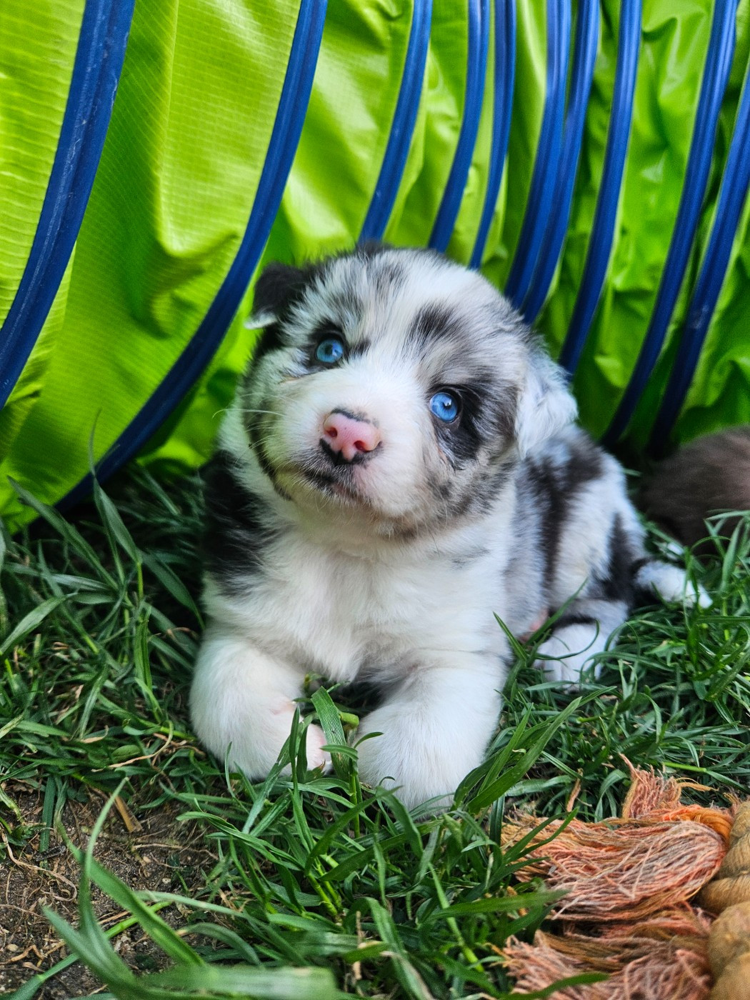 de nanj'kaibloom - Chiots disponibles - Berger Australien
