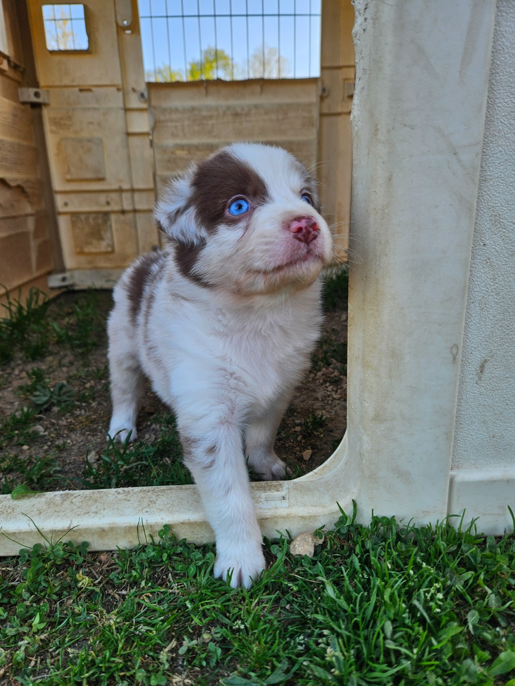 de nanj'kaibloom - Chiots disponibles - Berger Australien