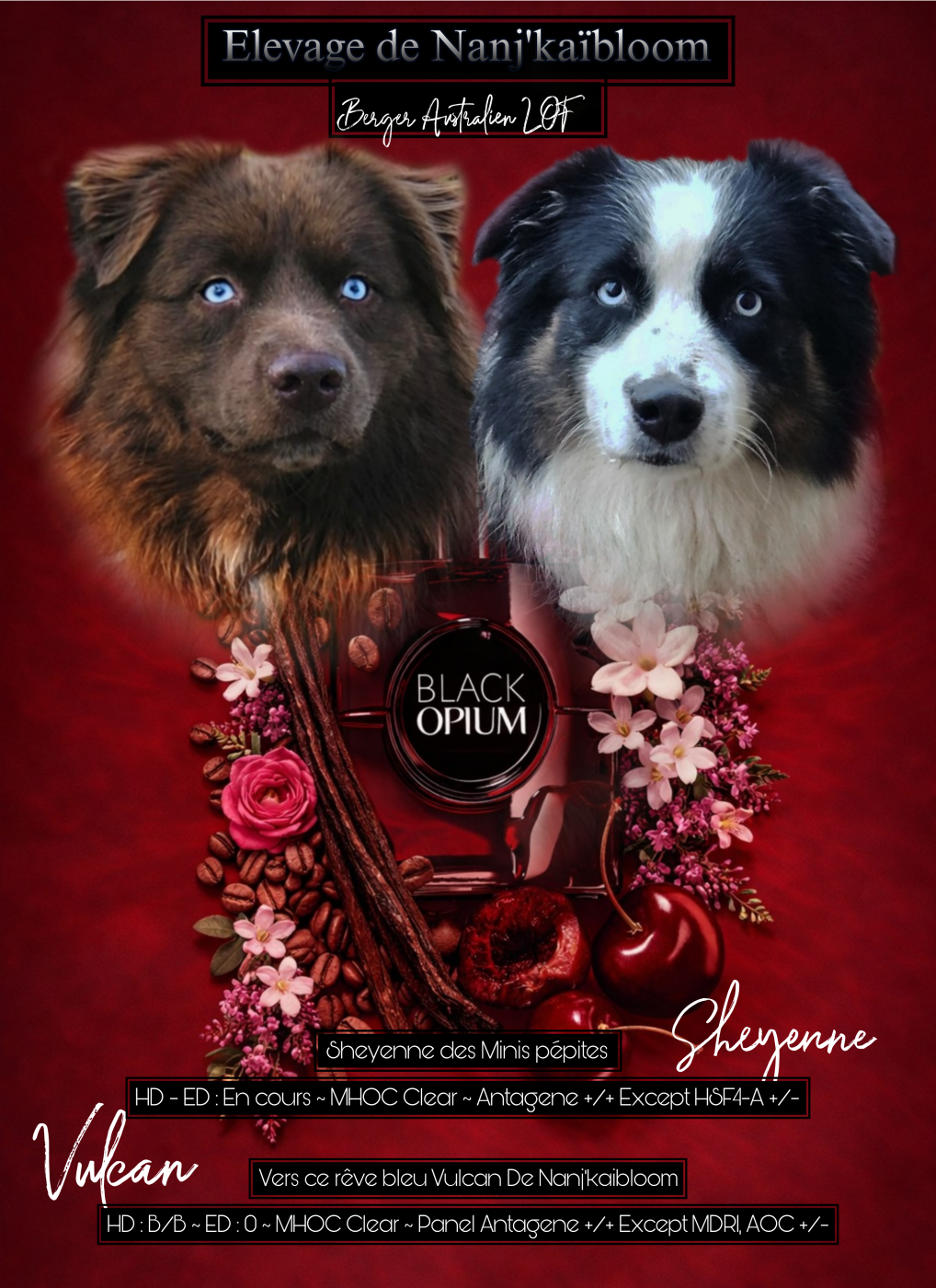 Chiot Berger Australien de nanj'kaibloom