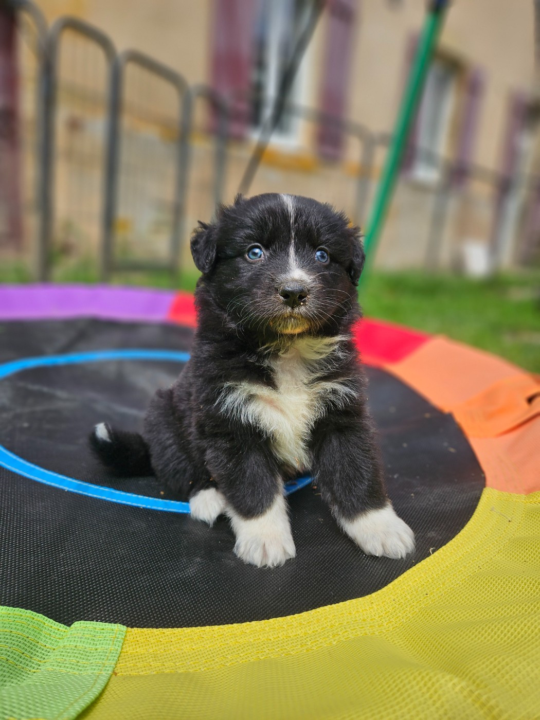 de nanj'kaibloom - Chiots disponibles - Berger Australien