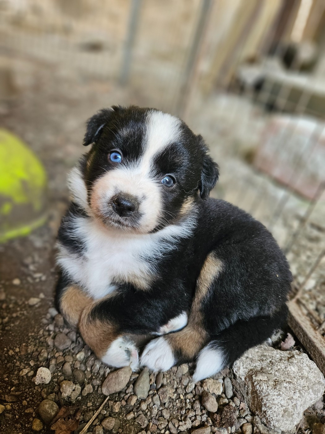 de nanj'kaibloom - Chiots disponibles - Berger Australien