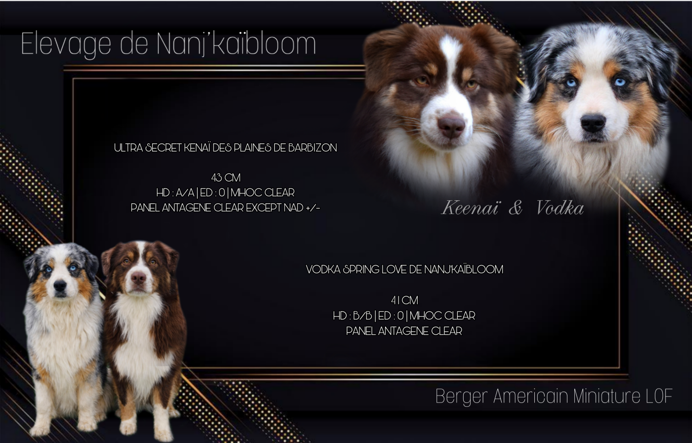 de nanj'kaibloom - Berger Américain Miniature  - Portée née le 21/01/2026