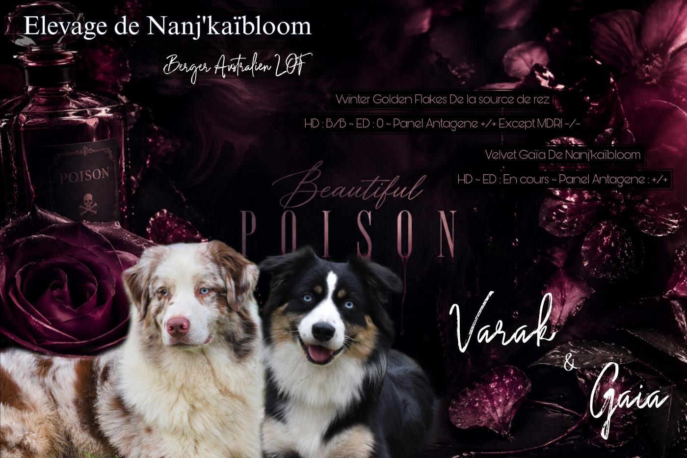 Chiot Berger Australien de nanj'kaibloom