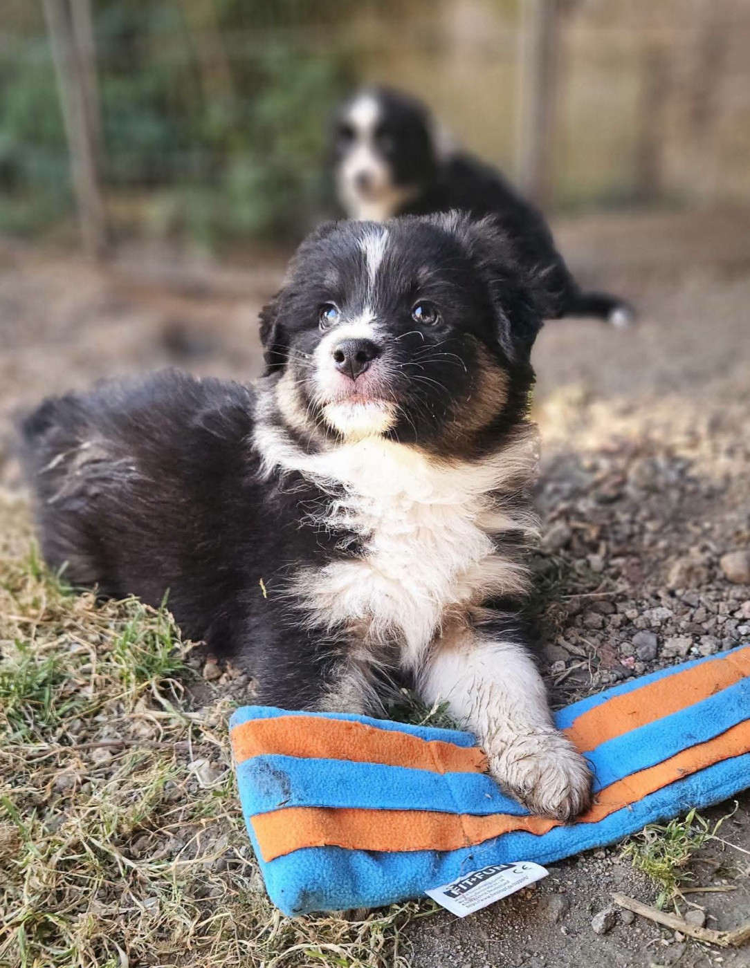 de nanj'kaibloom - Chiots disponibles - Berger Australien