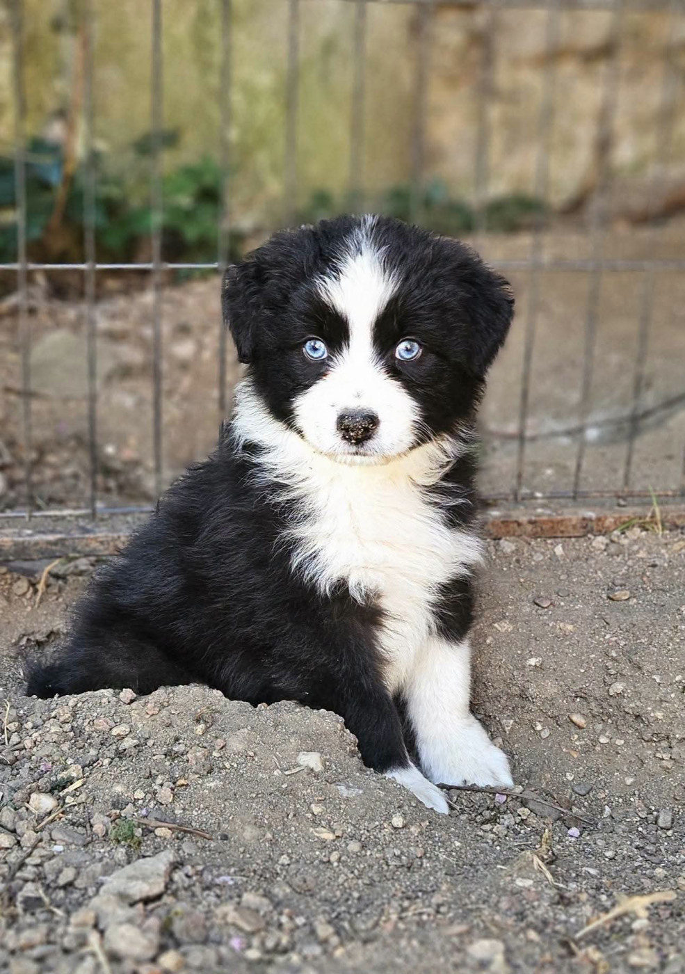 de nanj'kaibloom - Chiots disponibles - Berger Australien