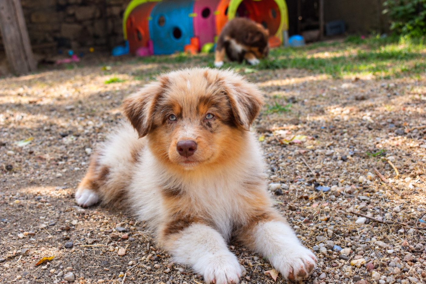 de nanj'kaibloom - Chiots disponibles - Berger Australien