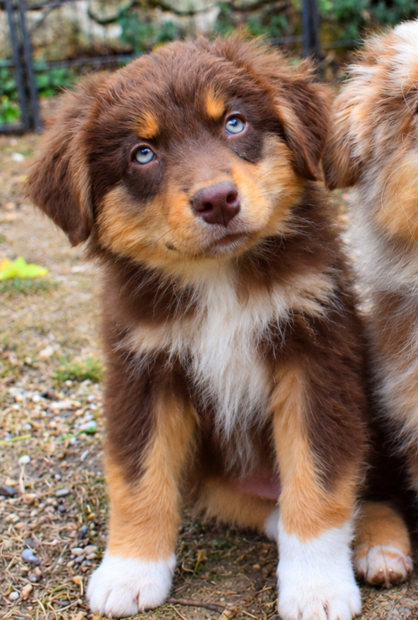 de nanj'kaibloom - Chiots disponibles - Berger Australien