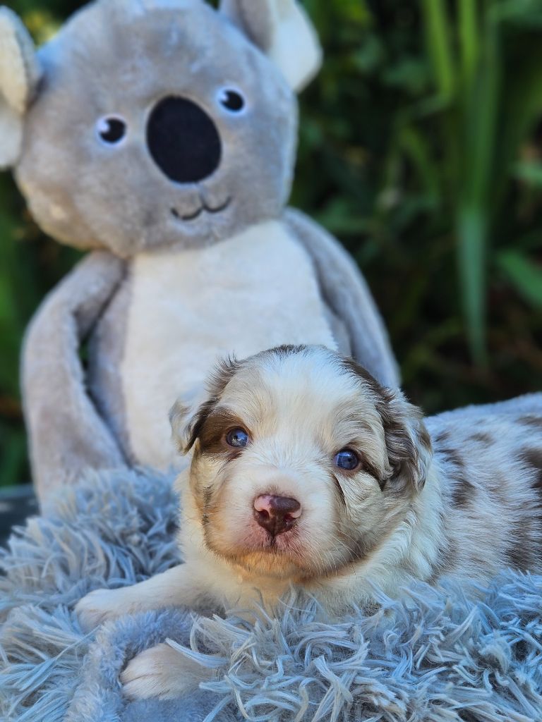de nanj'kaibloom - Chiots disponibles - Berger Australien
