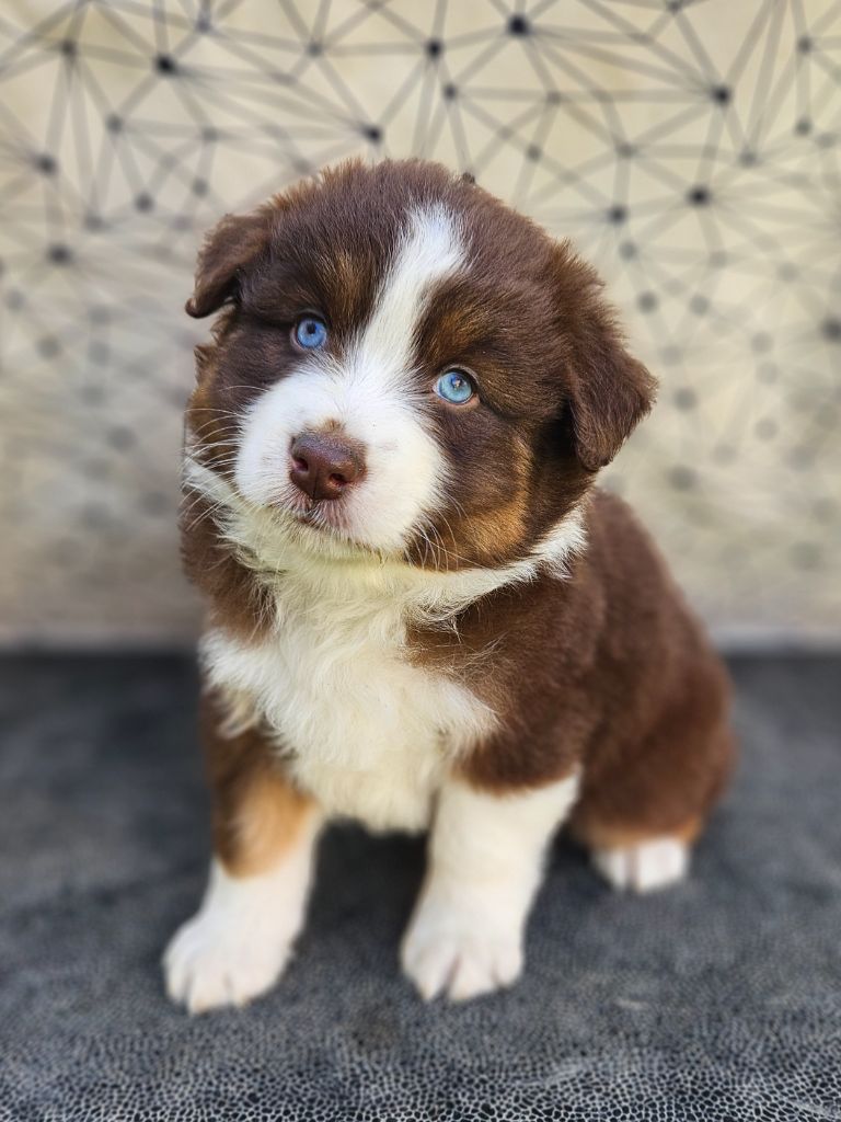 de nanj'kaibloom - Chiots disponibles - Berger Australien