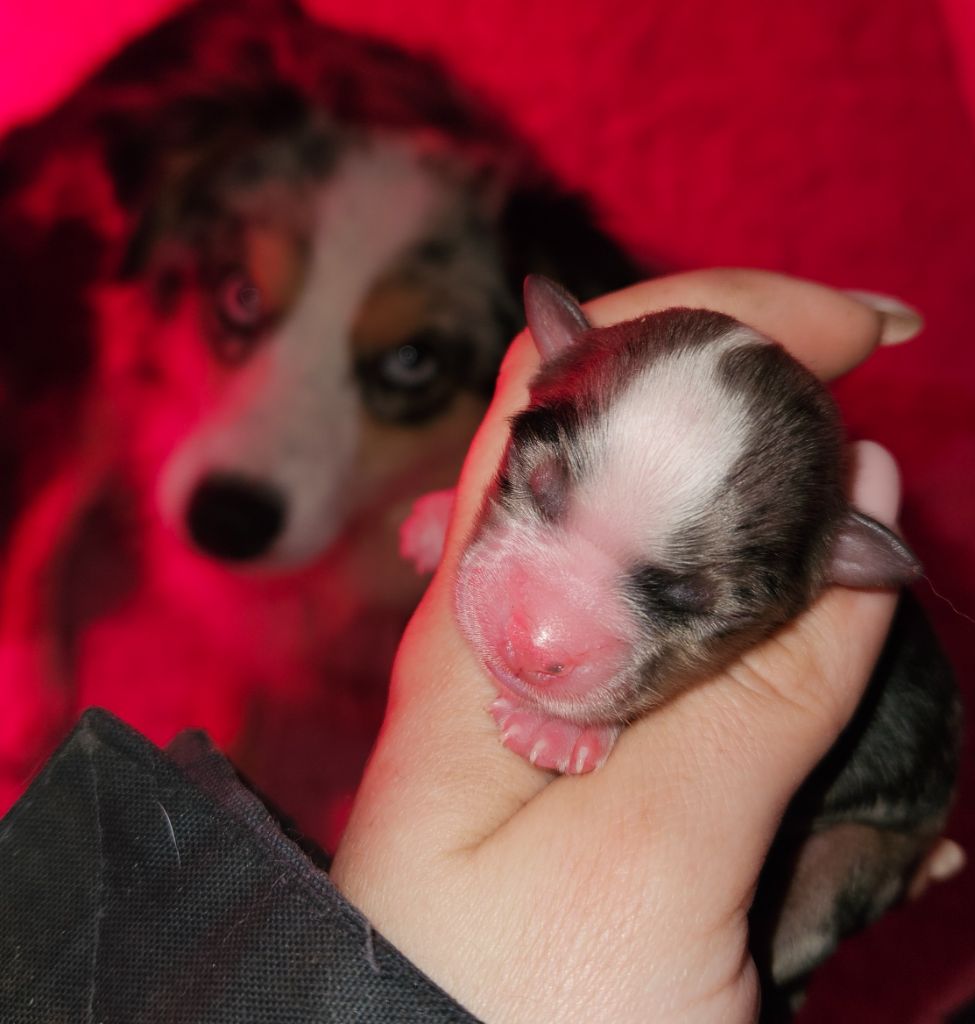 de nanj'kaibloom - Chiots disponibles - Berger Américain Miniature 