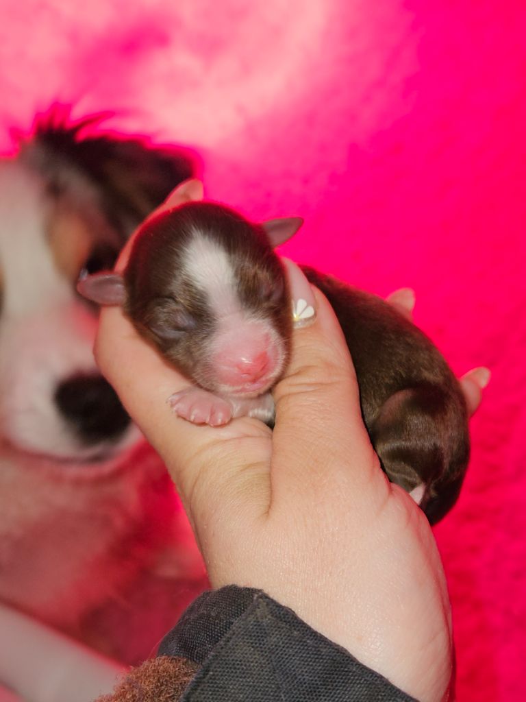 de nanj'kaibloom - Chiots disponibles - Berger Américain Miniature 
