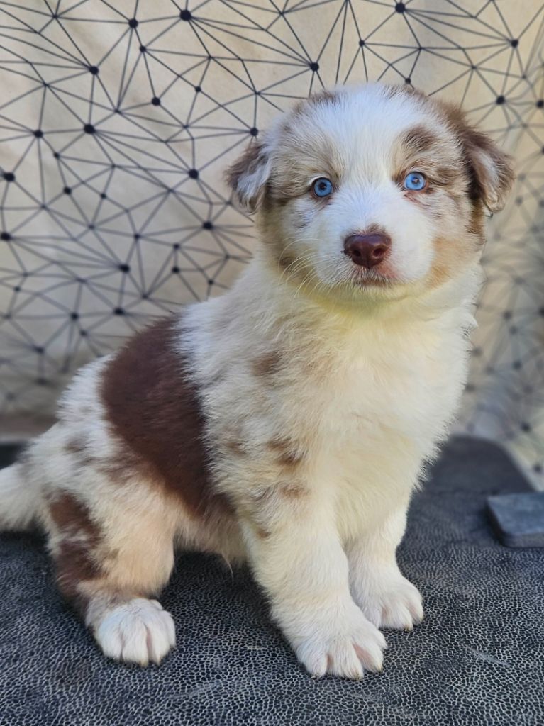 de nanj'kaibloom - Chiots disponibles - Berger Australien