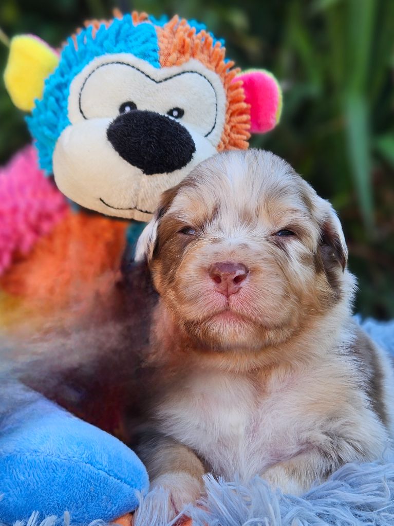 de nanj'kaibloom - Chiots disponibles - Berger Australien