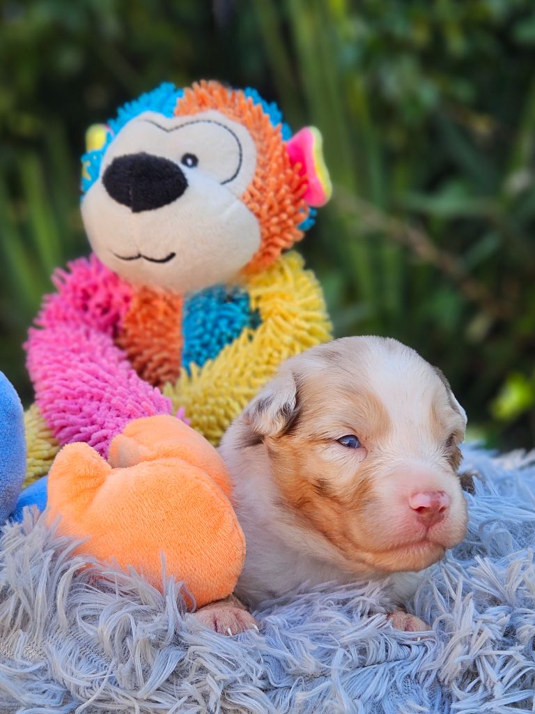 de nanj'kaibloom - Chiots disponibles - Berger Australien