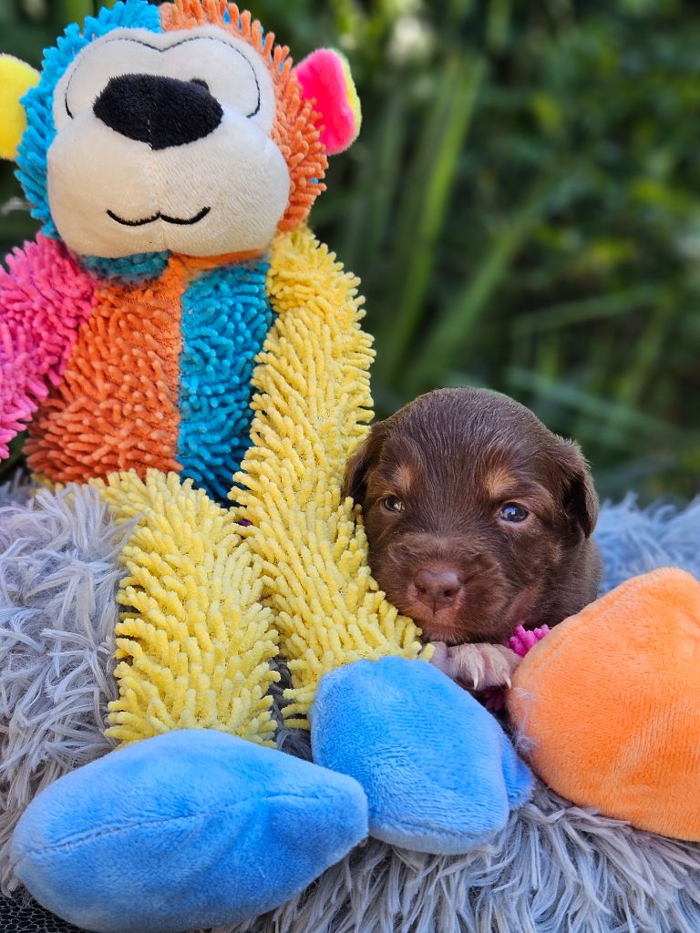 de nanj'kaibloom - Chiots disponibles - Berger Australien