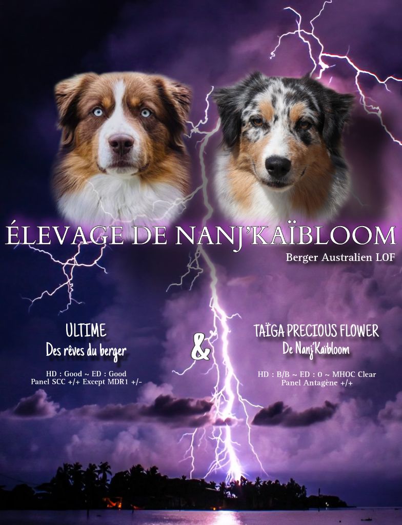 Chiot Berger Australien de nanj'kaibloom