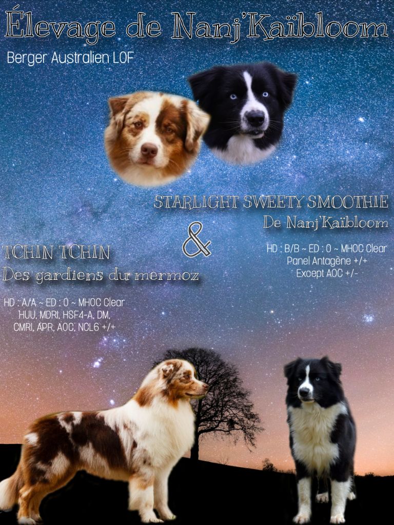 Chiot Berger Australien de nanj'kaibloom