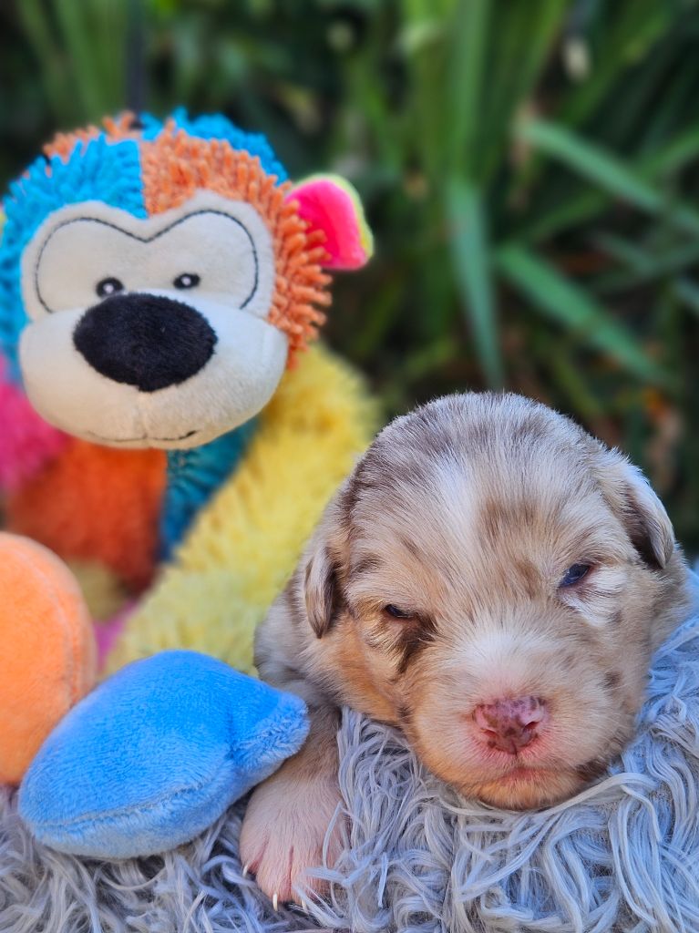 de nanj'kaibloom - Chiots disponibles - Berger Australien