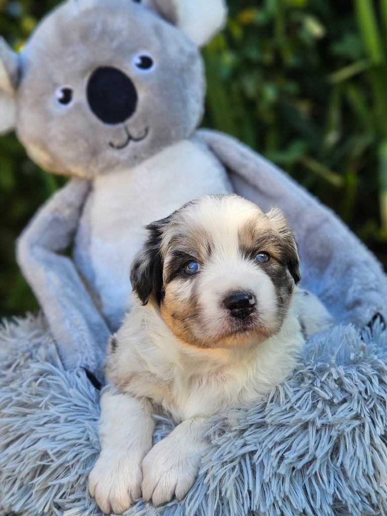 de nanj'kaibloom - Chiots disponibles - Berger Australien
