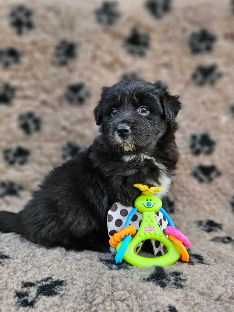 de nanj'kaibloom - Chiots disponibles - Berger Australien