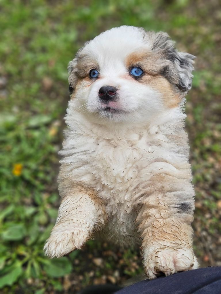 de nanj'kaibloom - Chiots disponibles - Berger Américain Miniature 