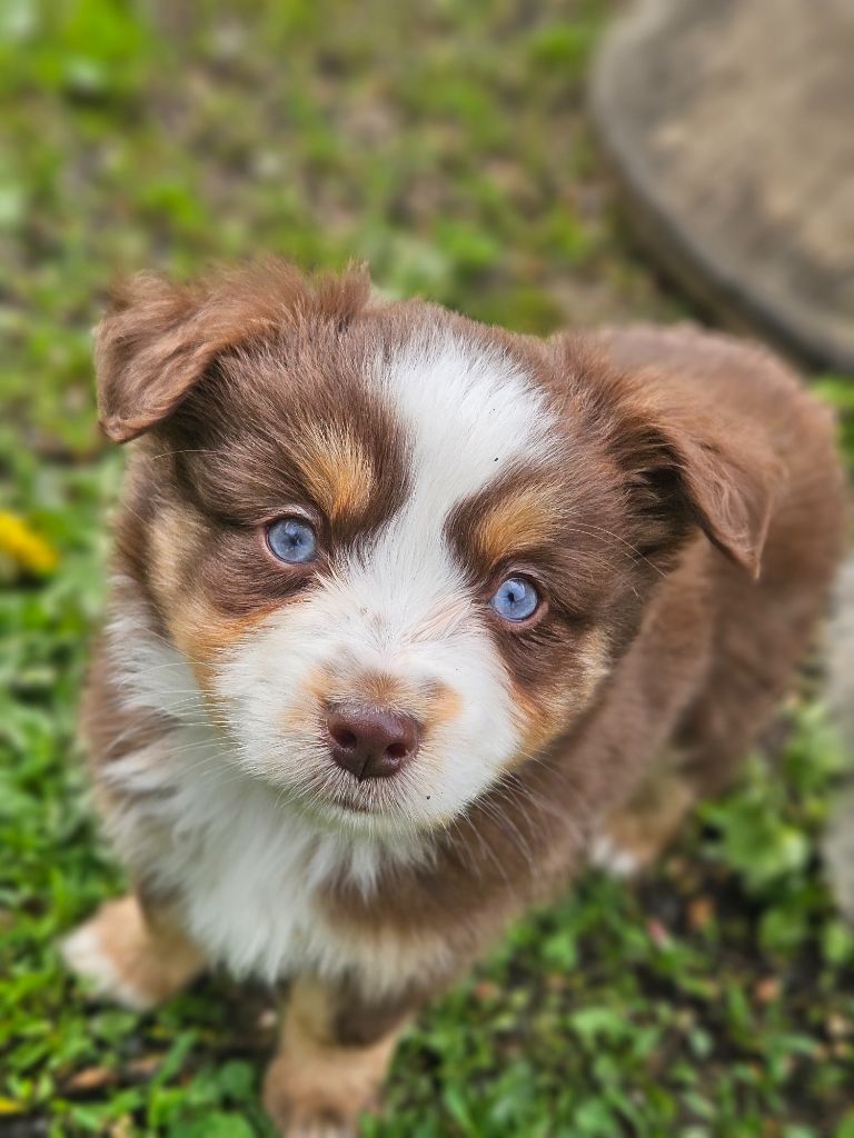 de nanj'kaibloom - Chiots disponibles - Berger Américain Miniature 